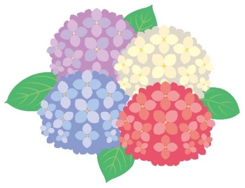 どぉでもいい雑学の時間。-「色を変える不思議な花、アジサイ」